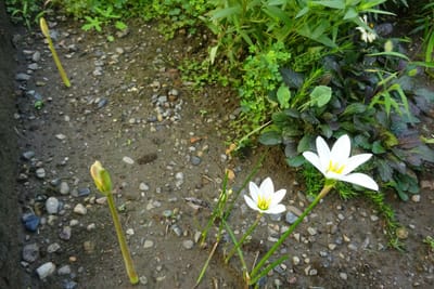 庭で咲く花⑪・・😊　　彼岸花とアマスダレ