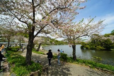 三渓園大池の桜