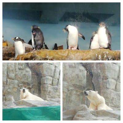 ペンギンとシロクマ   男鹿水族館①ー１   (みちのく3大半島秘境巡りツアー1日目 )   2022年9月8日