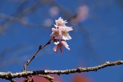 城峯公園7～冬桜