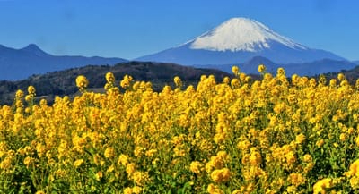 二宮・吾妻山で菜の花見頃 🗻 富士山望むパノラマ絶景🗻