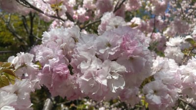 かんざき 桜の山 桜華園