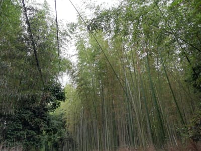 4、うっそうとした竹林　　　竹林の小径   (乗り物と緑が美しい寺社巡りツアー２日目)   2022年6月18日
