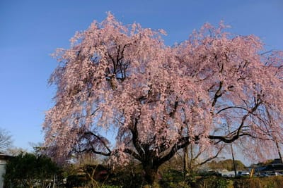 高尾阿弥陀堂前の垂れ桜