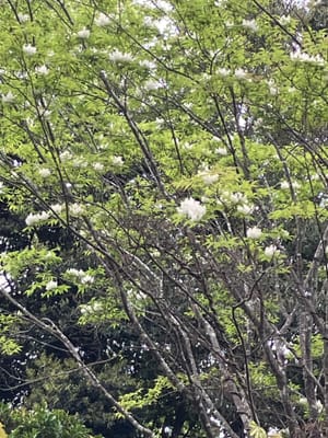 珍しいアオダモの白い花
