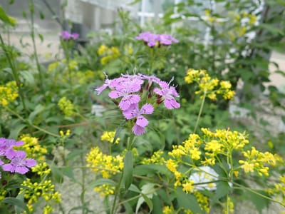冷温室の花　シナノナデシコ（ナデシコ科） 、  ハクサンオミナエシ（スイカズラ科）