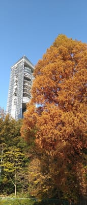 名古屋東山動植物園・上池Ｐ～東山スカイタワー・メタセコイア紅葉