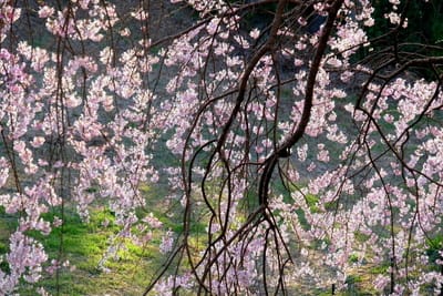 高尾さくら公園の枝垂れ桜
