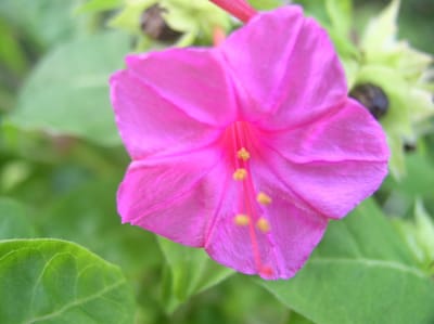 一日一花オシロイバナ№144 　正五弁の凸弁型　紅紫花