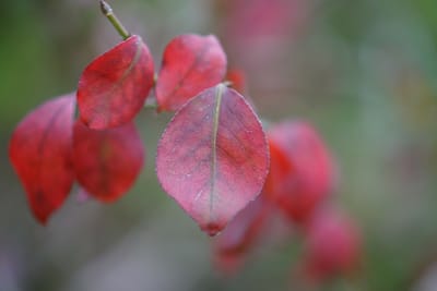 ニシキギの紅葉