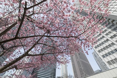 新宿新都心高層ビル群の桜