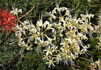 　"白い彼岸花"が、関東で咲くのはちょっぴり珍しい？！　