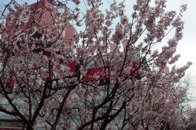 桜が咲いた
