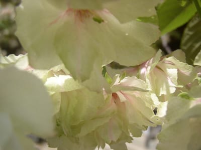 鬱金桜　黄色い花色の多弁華です