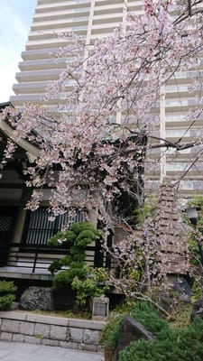 近くのお寺の垂れ桜です🎵まだ満開ではないですがきれいでした
