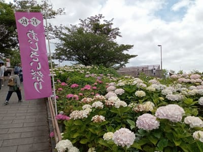 令和５年若松高塔山公園で開催の若松紫陽花祭に行って来ました。１