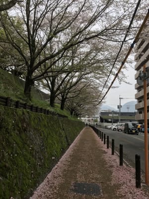桜　熊本　風景