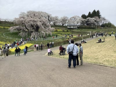 三春の滝桜　2023年4月5日