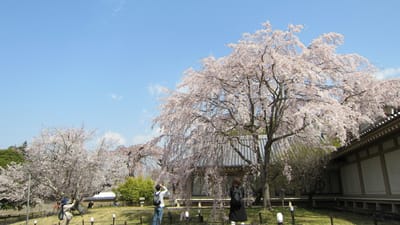 醍醐寺のサクラ2021