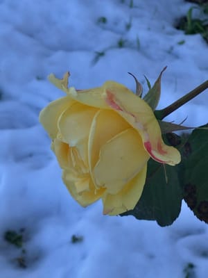 残雪、団地のバラ