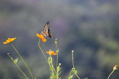 キバナコスモスとアゲハ蝶