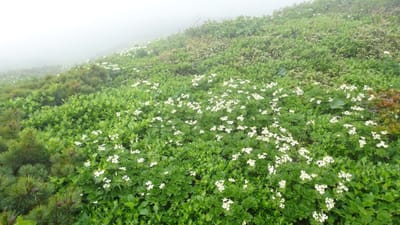 初夏の北海道2百名山・芦別岳のお花畑
