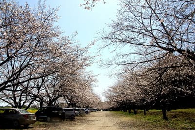 フォト花旅日記『　西都原古墳公園の桜　０７　』ｘｙｗ２３０７