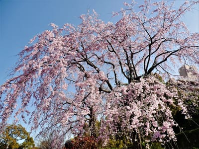 　　　🌸 山下公園の "しだれ桜" 2021 🌸
