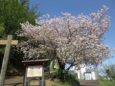 エビネ苑の裏門　八重桜が満開