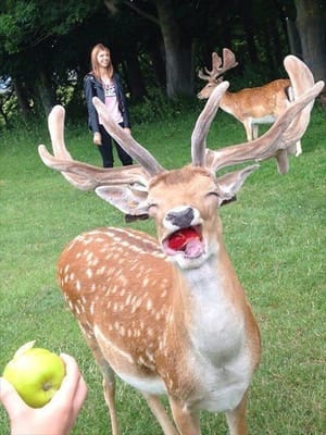 鹿が笑う