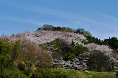 中山不動尊の桜