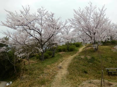 章魚頭姿山の桜