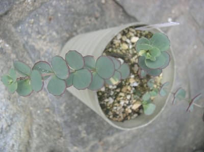 万葉の植物ミセバヤ今年の集中観察個体10鉢の姿