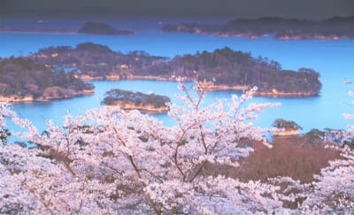 松島の桜　IN 2022 