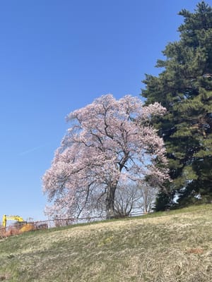 多賀城桜