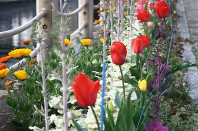 4月のお花たち　運河のお花