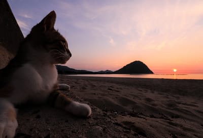 夕陽とネコ