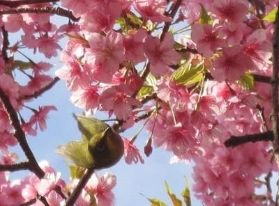 梅に鶯　桜にメジロ("⌒∇⌒") 