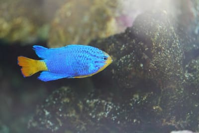 青い熱帯魚