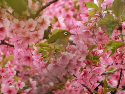 満開の河津桜　(飛鳥川)