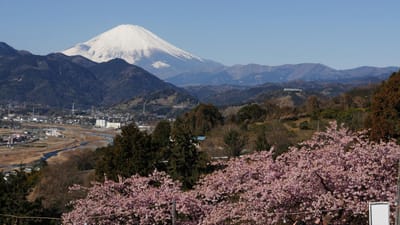 まつだ桜まつり　～　“富士山”と“河津桜”とのコラボ