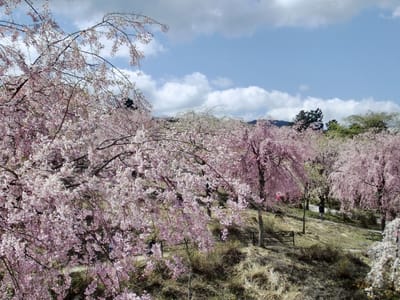 高見の里枝垂桜満開