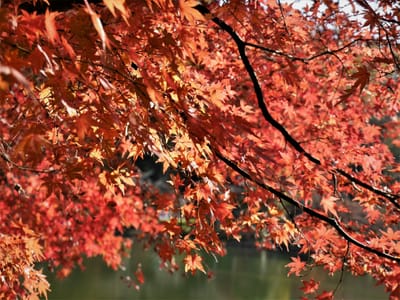 大磯城山公園・日本情緒あふれる公園を彩る"モミジの紅葉"
