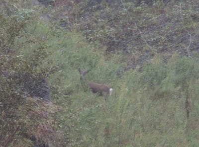 鹿が登って行ってこちらを見てるんだけど、雨だから鮮明に撮れなかったよ