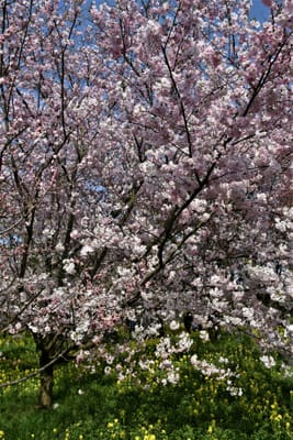 富山市内桜の名所