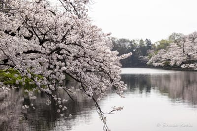 井の頭公園の桜・・・１