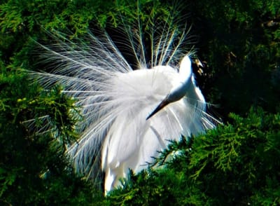 白鷺（ダイサギ）の飾り羽