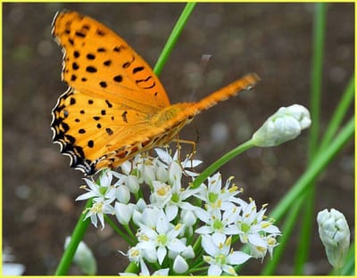 公54　　　　　　(443)　韮の花に蝶