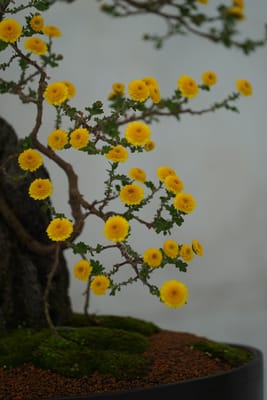 小菊盆栽（こぎくぼんさい）