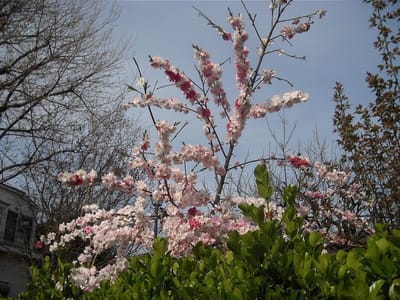 ご近所の桃の花（2021.03.27）全3枚